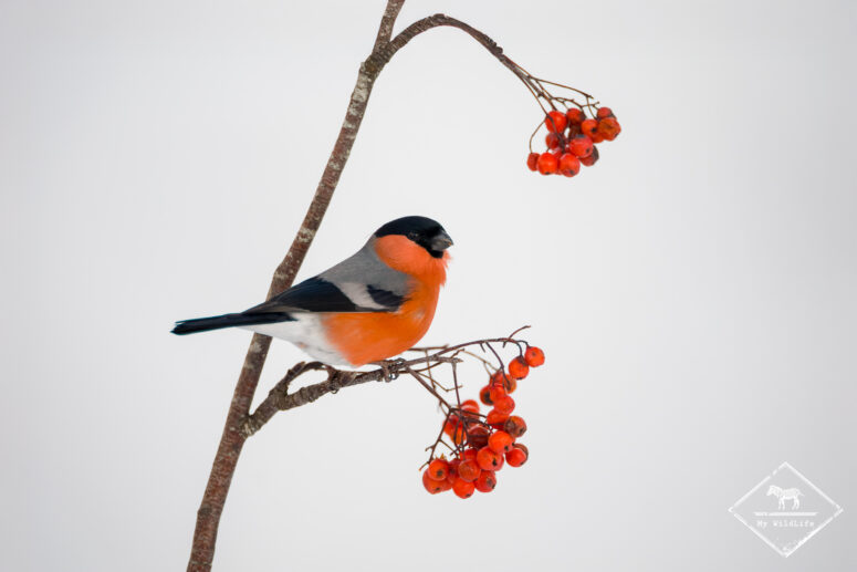Bouvreuil pivoine, Monts Cantabriques