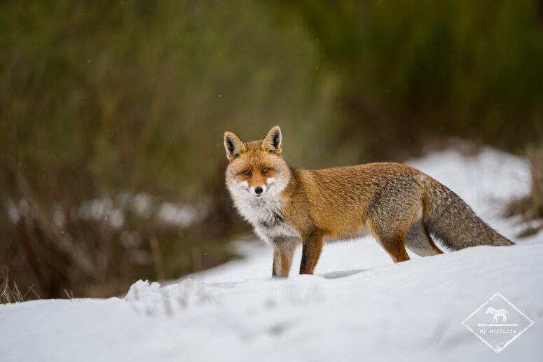 Renard roux, Monts Cantabriques