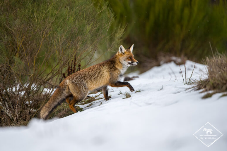Renard roux, Monts Cantabriques