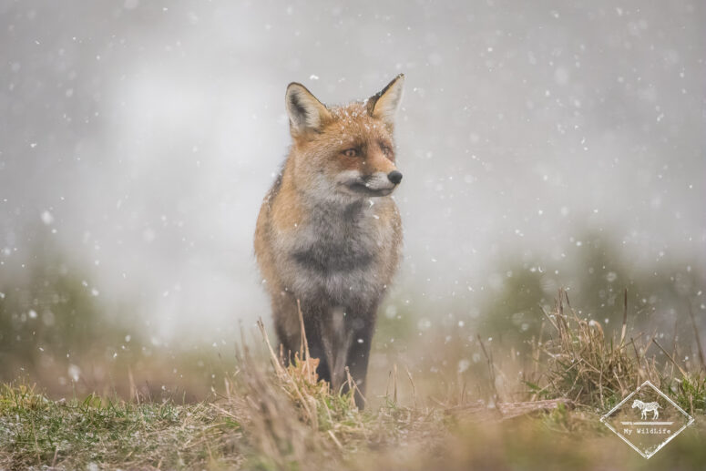 Renard roux, Monts Cantabriques