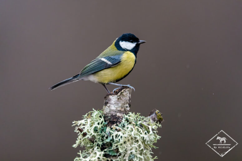 Mésange charbonnière, Monts Cantabriques