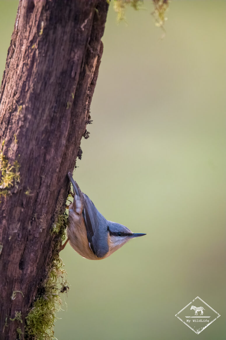 Sittelle torchepot, Monts Cantabriques