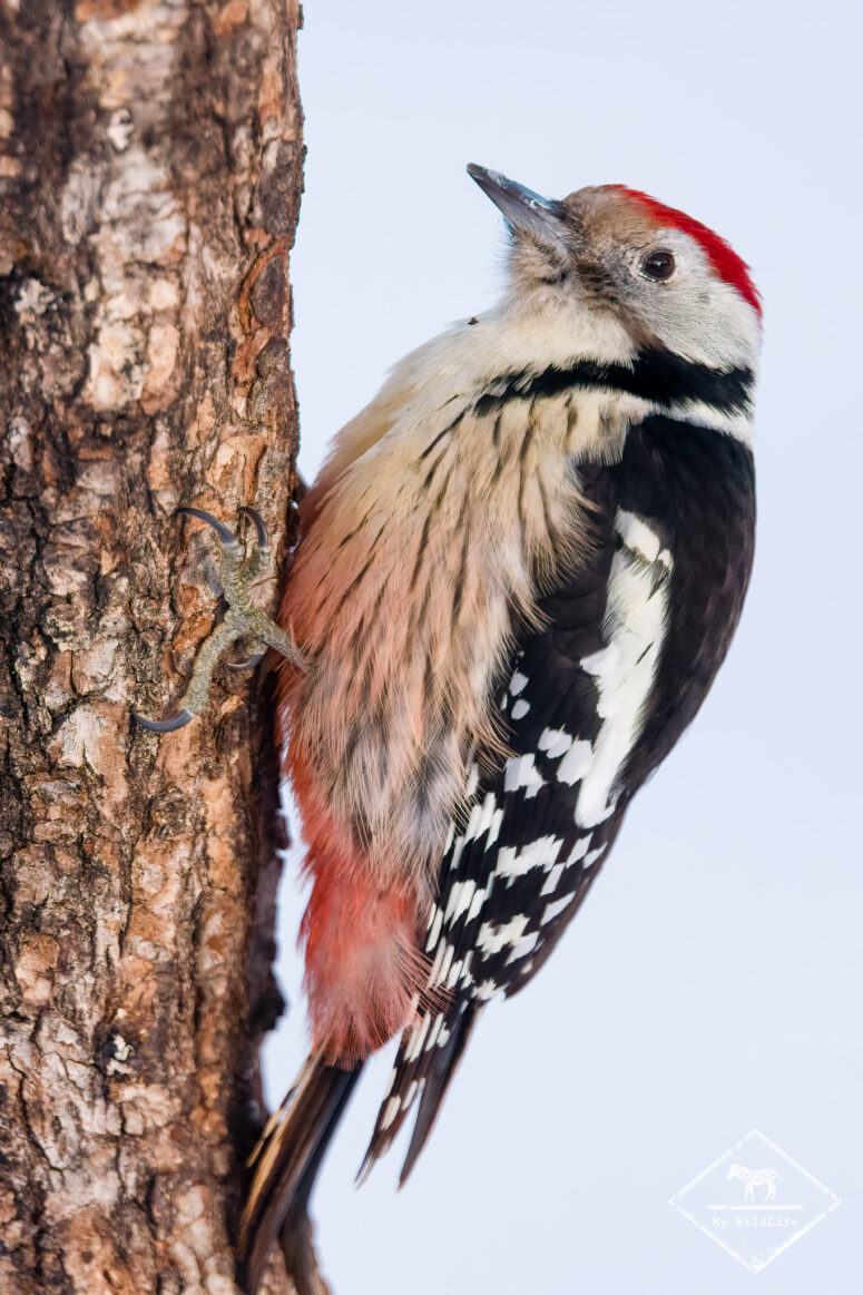 Pic mar, Monts Cantabriques