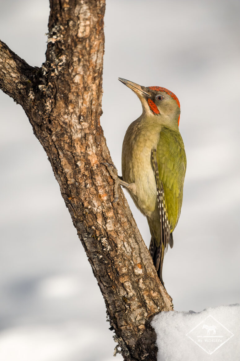 Pic de Sharpe, Monts Cantabriques