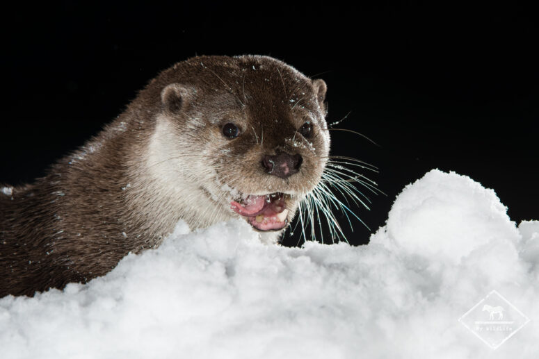 Loutre d'Europe, Monts Cantabriques