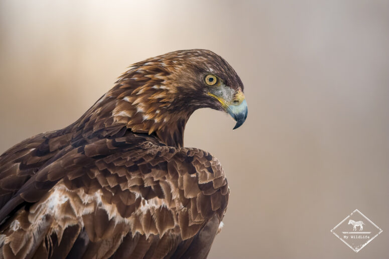 Aigle royal, Monts Cantabriques