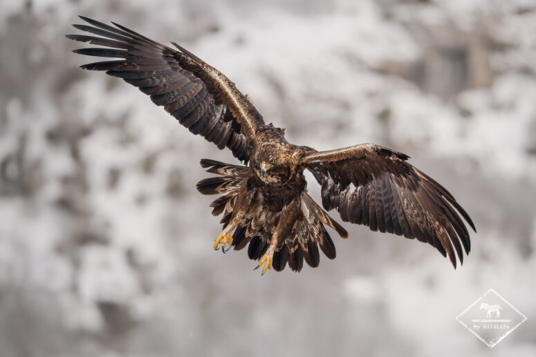 Aigle royal, Monts Cantabriques