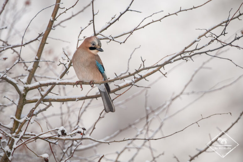 Geai des Chênes, Monts Cantabriques
