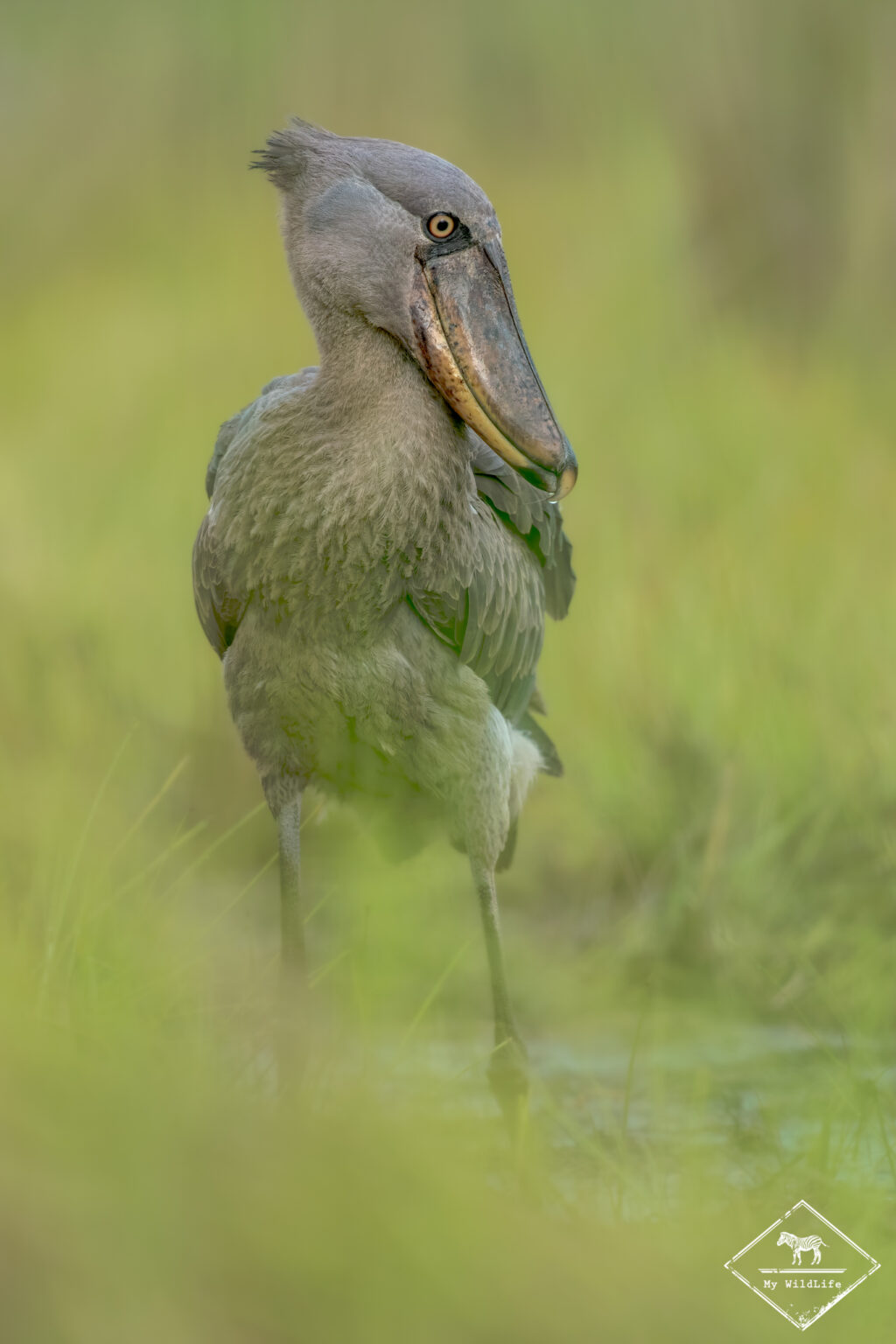 Bec-en-sabot du Nil, marais de Mabamba