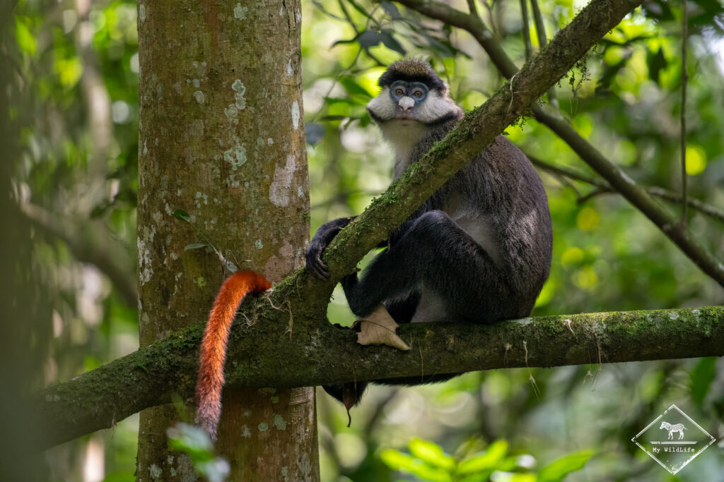Cercopithèque d'Ascagne, Kibale