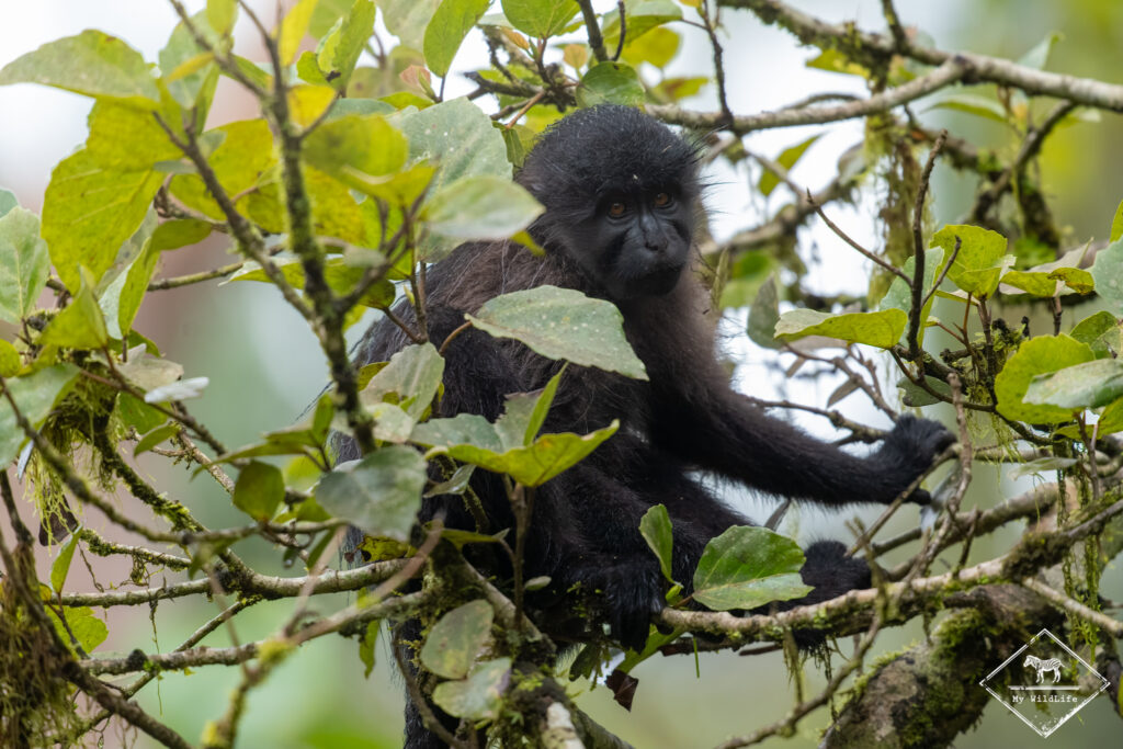 Mangabey d'Ouganda, marais de Bigodi