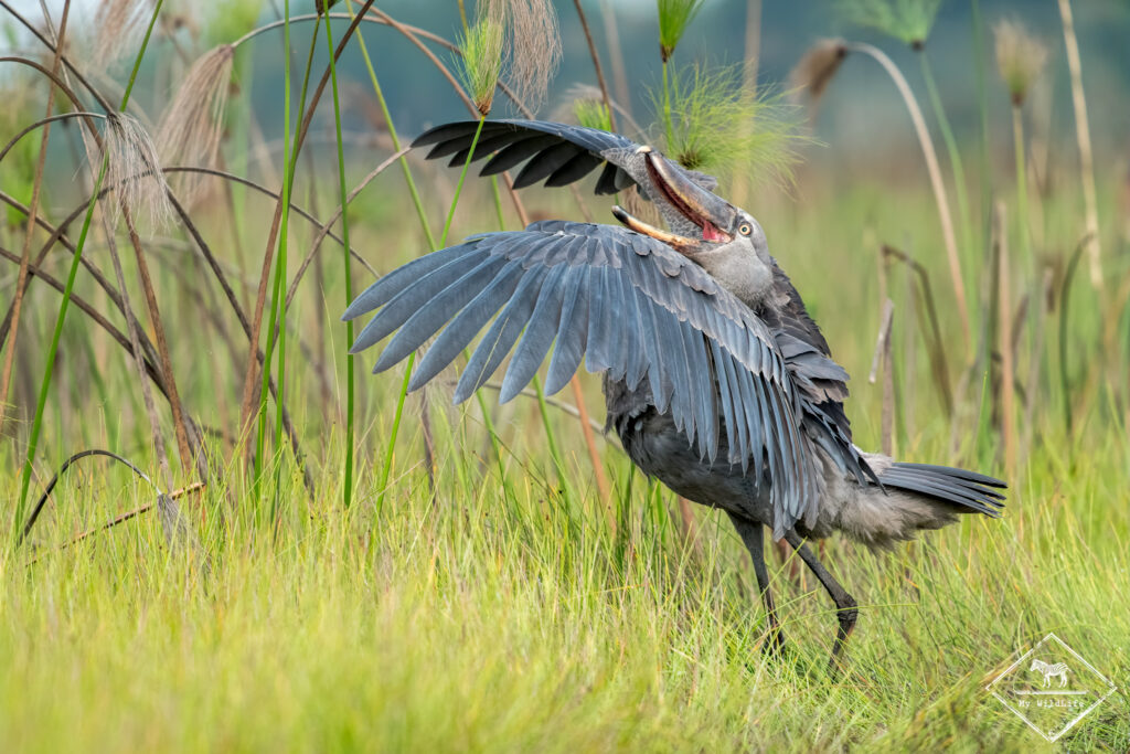 Bec-en-sabot du Nil, marais de Mabamba