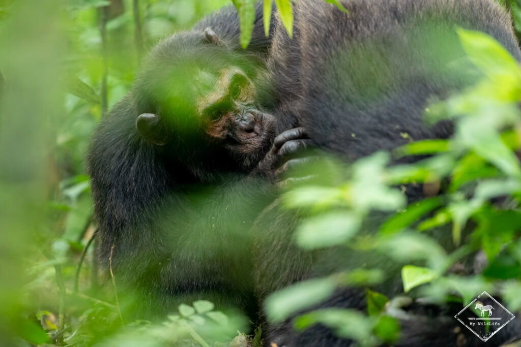 Chimpanzé, parc national Kibale