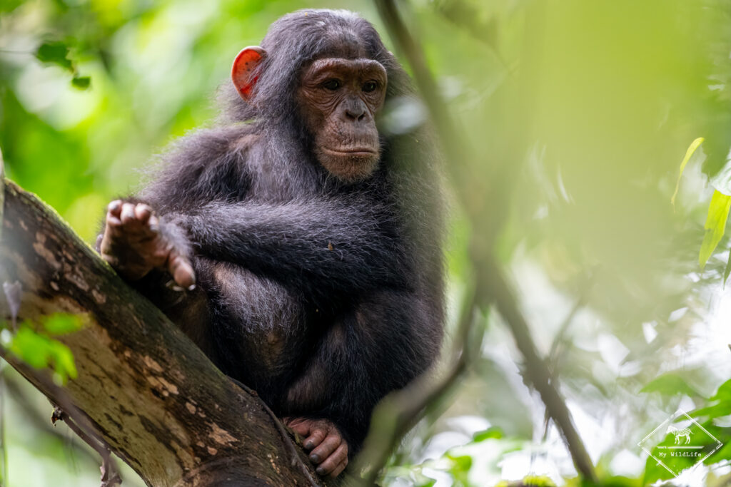 Chimpanzé, parc national Kibale