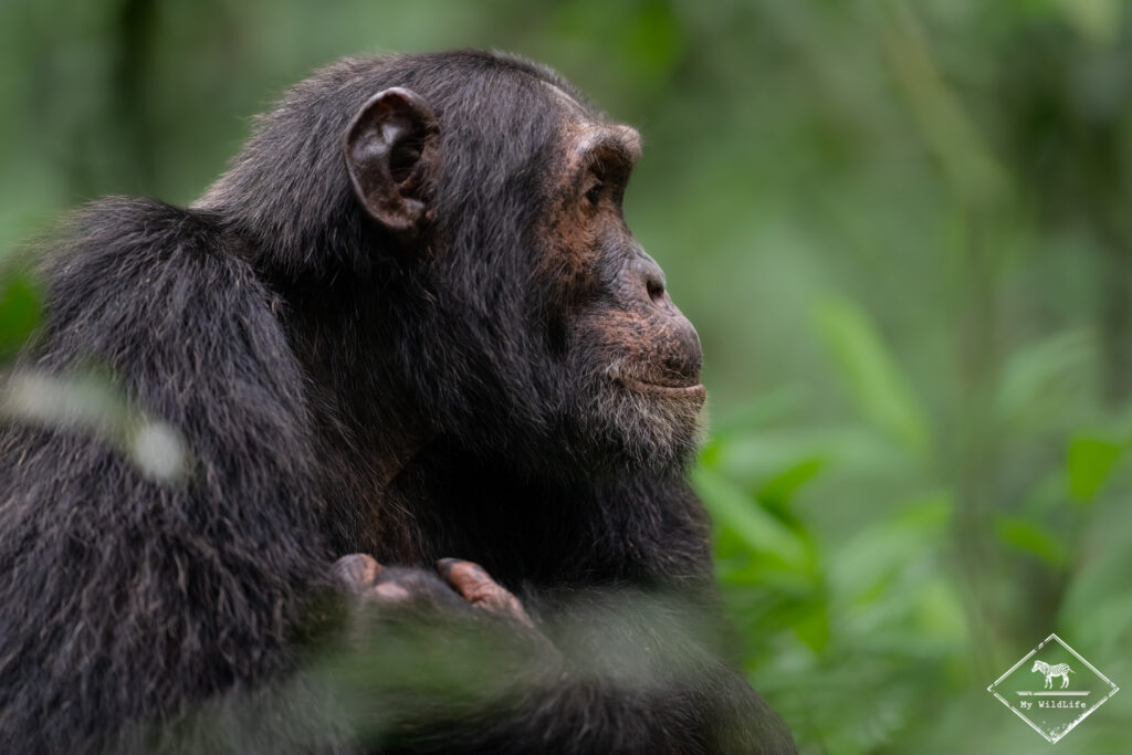 Chimpanzé, parc national Kibale