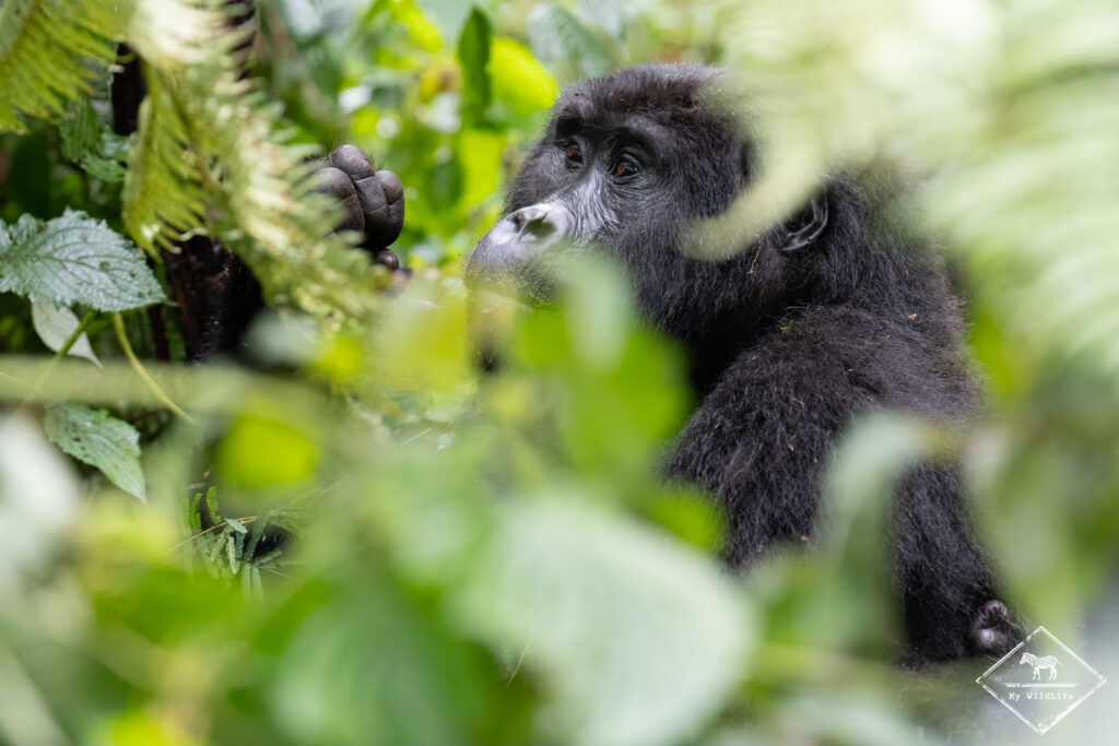 Gorille des montagnes, parc national Bwindi