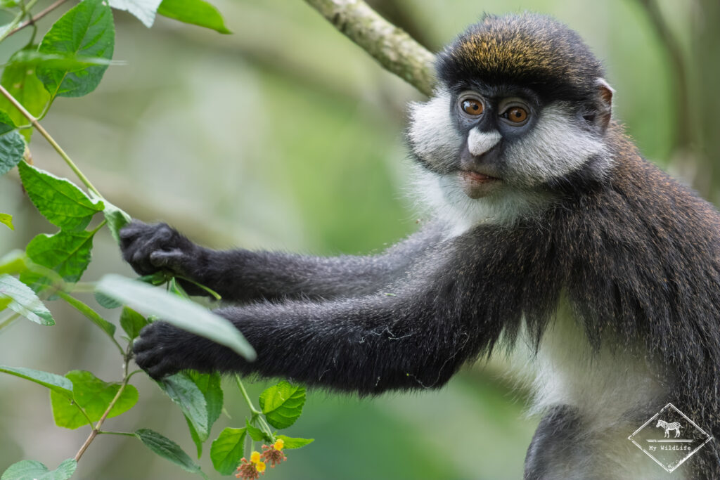Cercopithèque d'Ascagne, marais de Bigodi