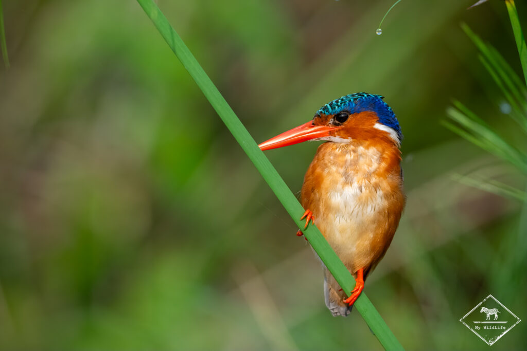 Martin-Pêcheur huppé, marais de Mabamba