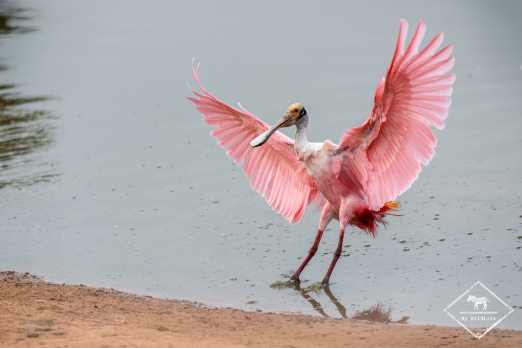 Spatulé rosée, Pantanal