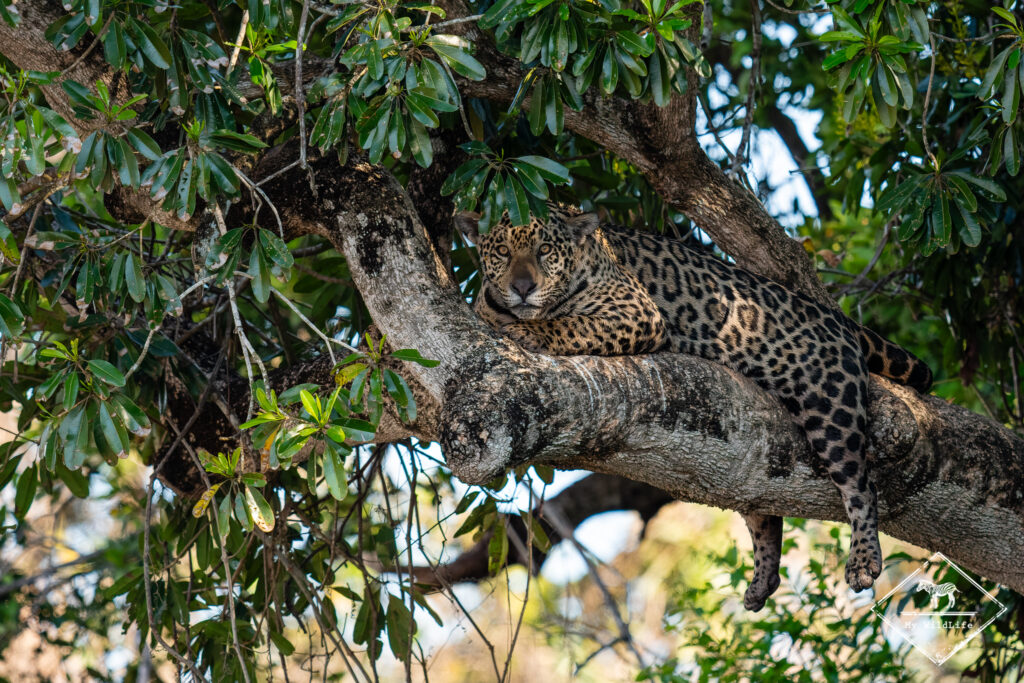 Jaguar, Pantanal