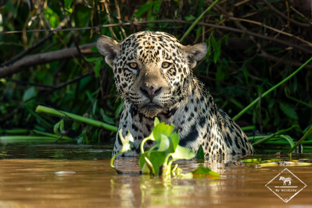 Jaguar, Pantanal