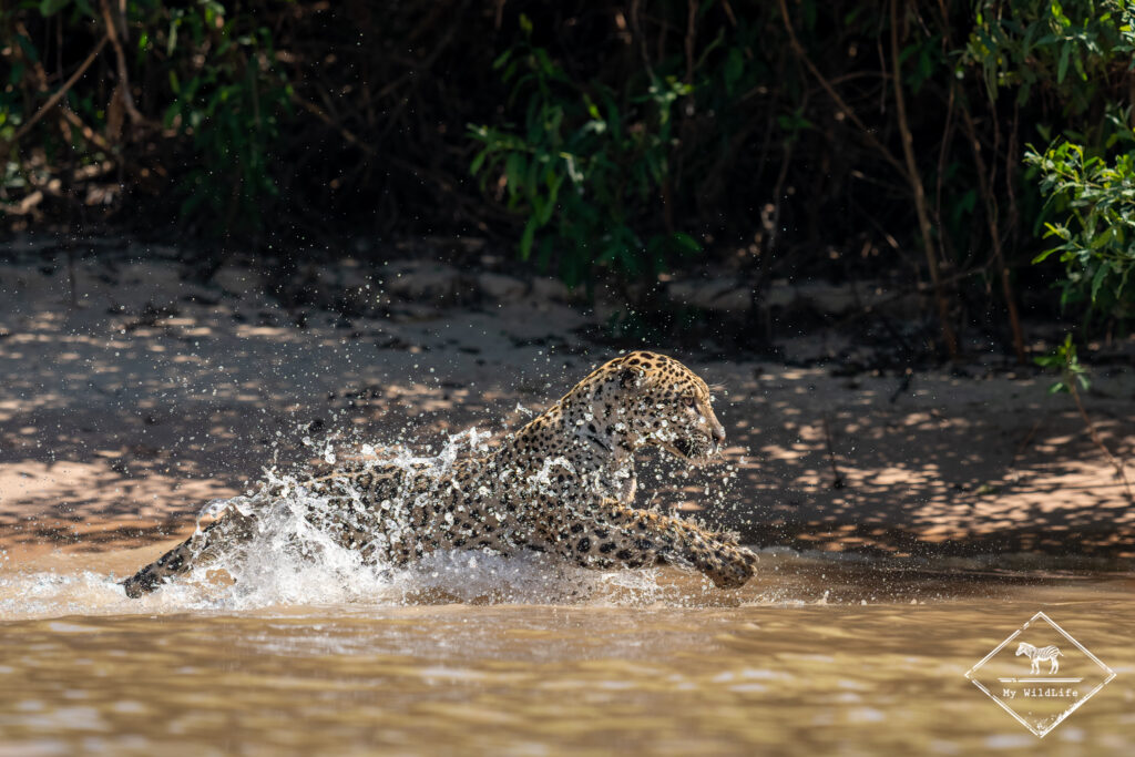 Jaguar, Pantanal