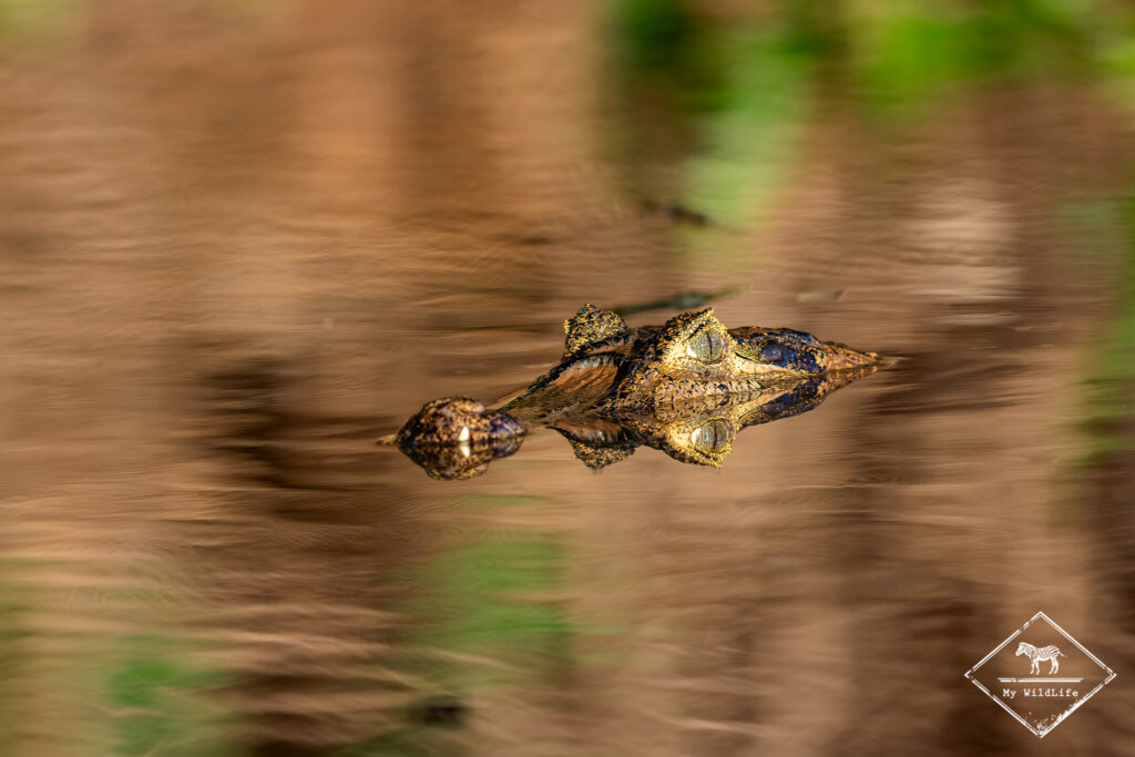 Caïman yacaré, Pantanal