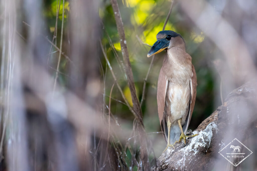Savacou huppé, Pantanal