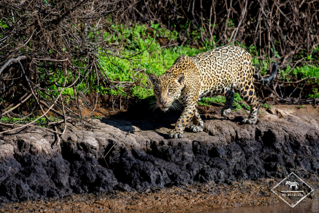 Jaguar, Pantanal