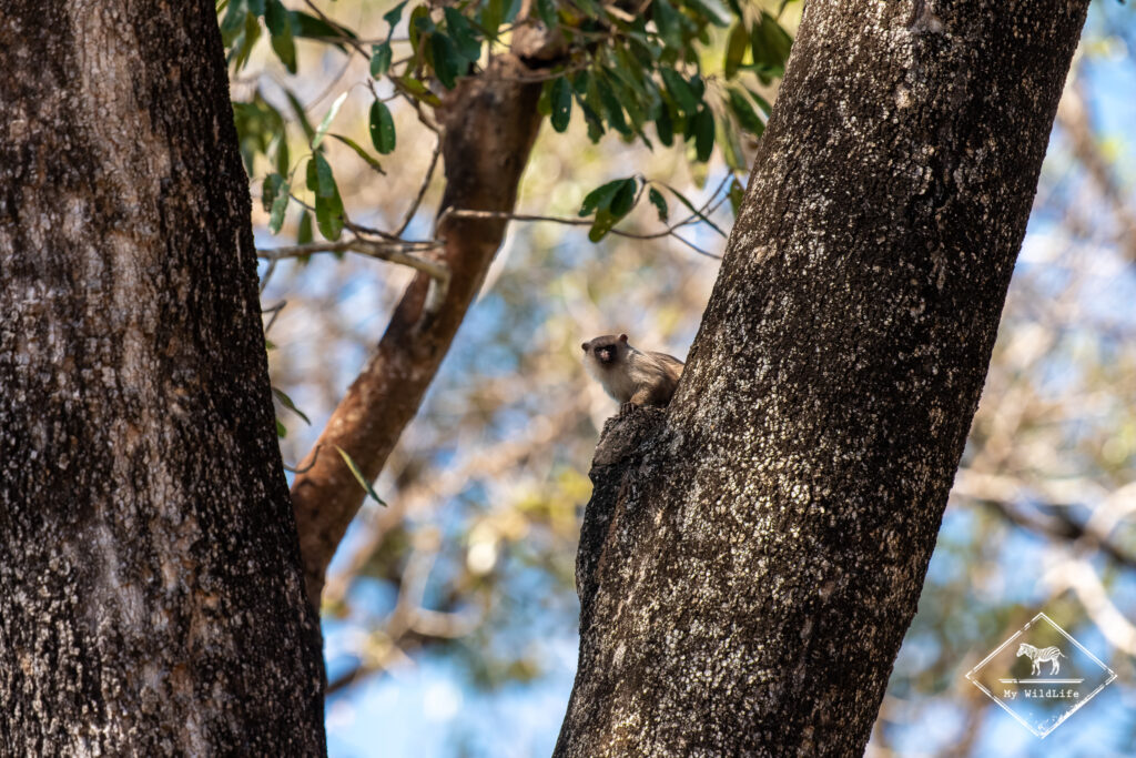 Ouistiti mélanure, Pantanal