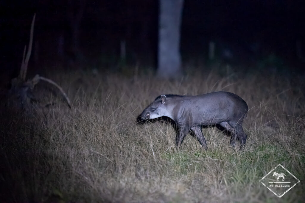 Tapir, Pantanal