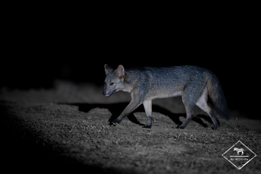 Renard crabier, Pantanal