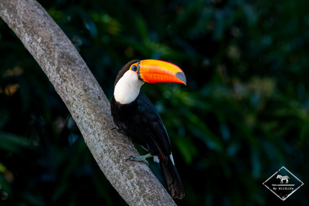 Toucan Toco, Pantanal