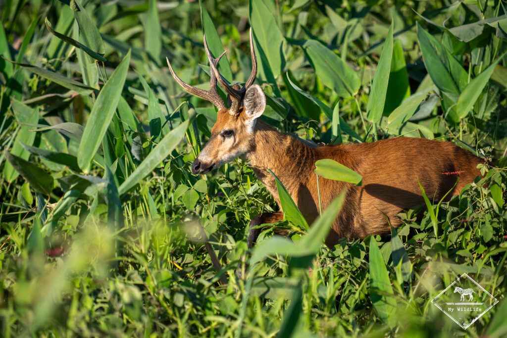 Cerf des marais, Pantanal
