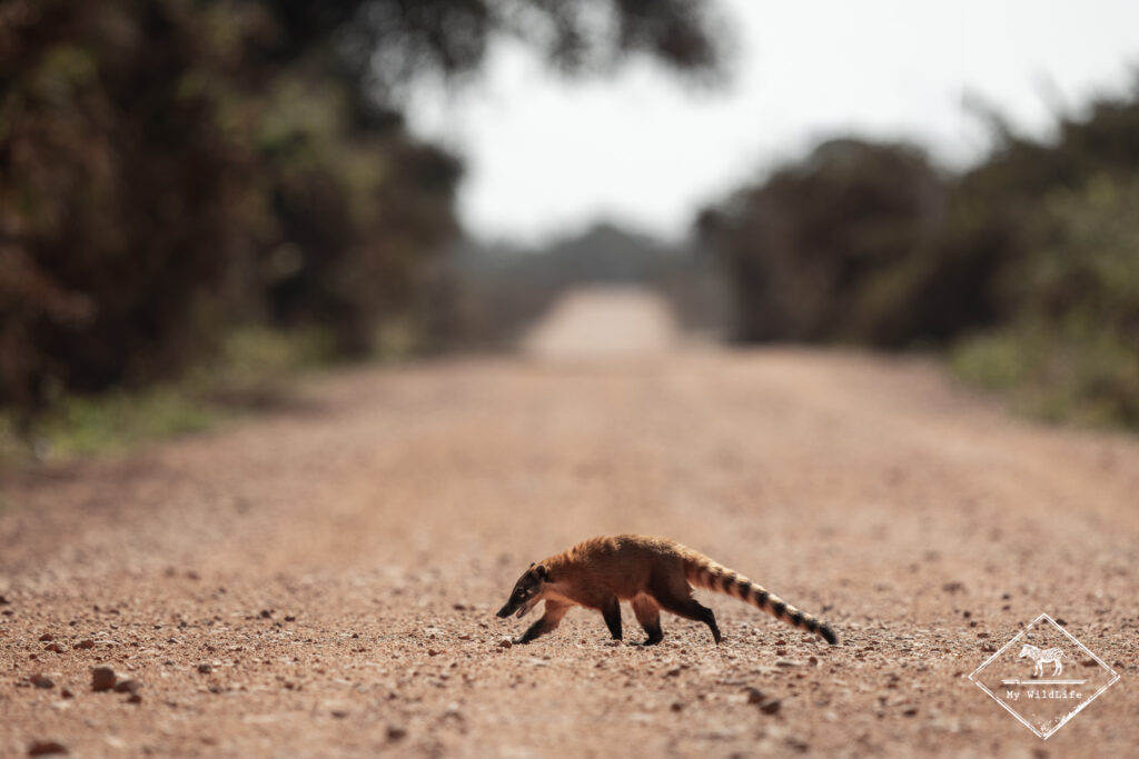 Coati, Pantanal