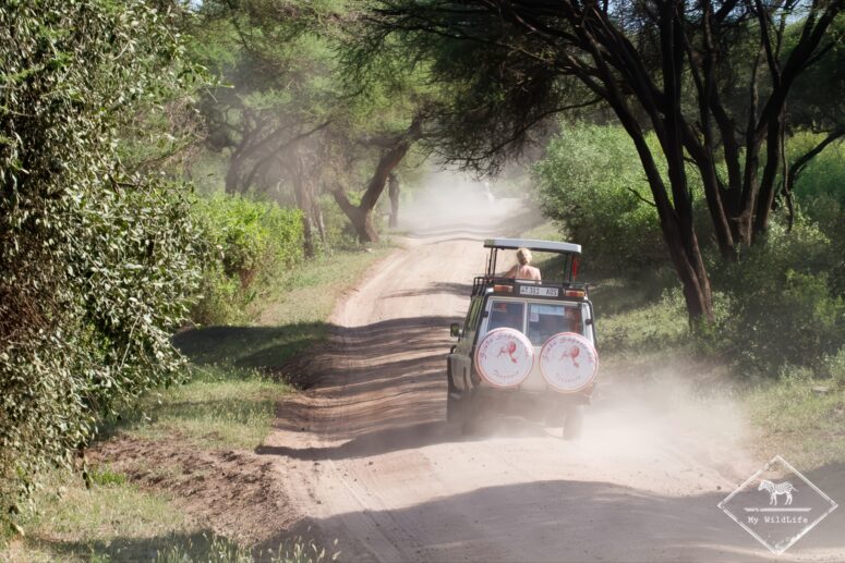 Safari au parc natiional du lac Manyara
