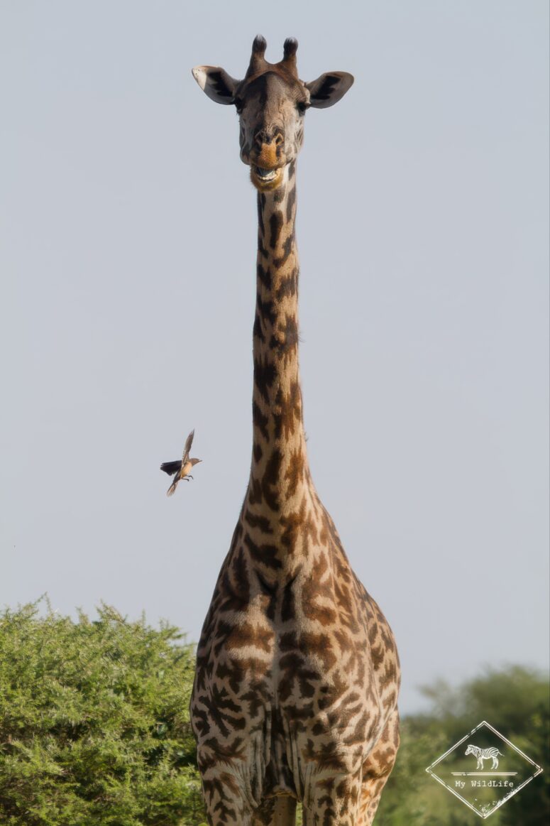 la girafe et le pique boeuf