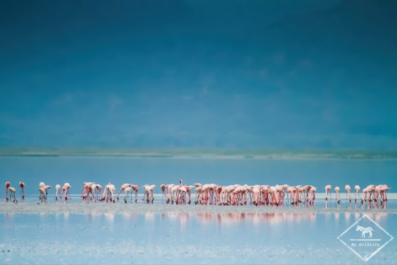 flamants roses, Parc national du lac Manyara