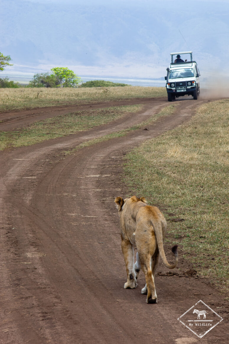 Safari dans le cratère Ngorongoro, Tanzanie.