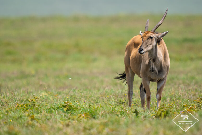 Elan, Cratère Ngorongoro, Tanzanie