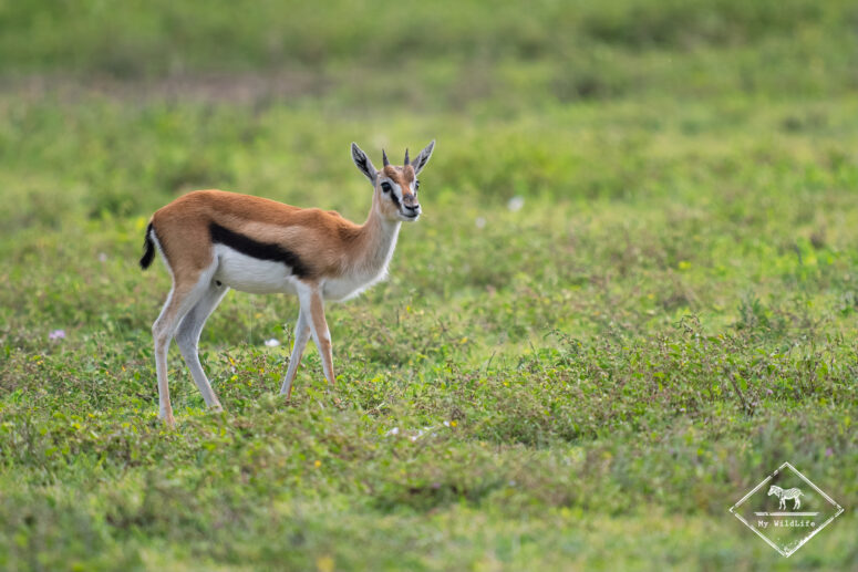 Gazelle de Thomson, Cratère Ngorongoro, Tanzanie