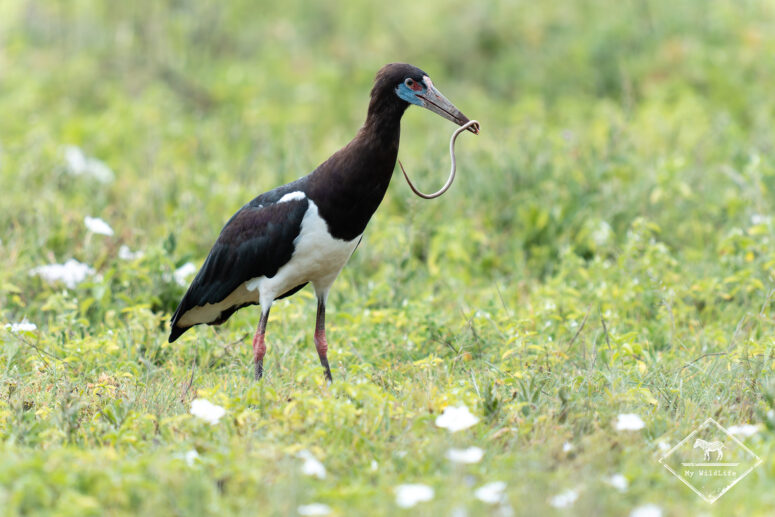 Cigogne d'Abdim, Cratère Ngorongoro, Tanzanie
