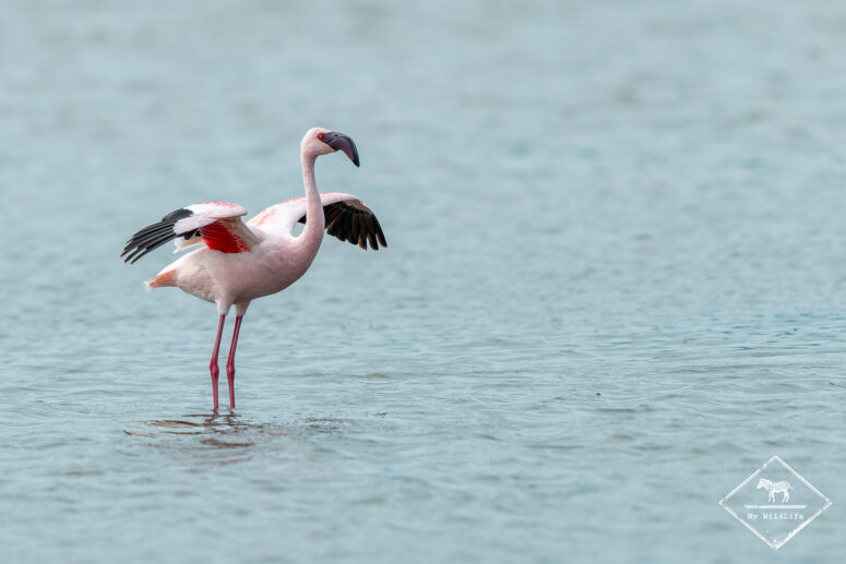 Flamant nain, Cratère Ngorongoro, Tanzanie