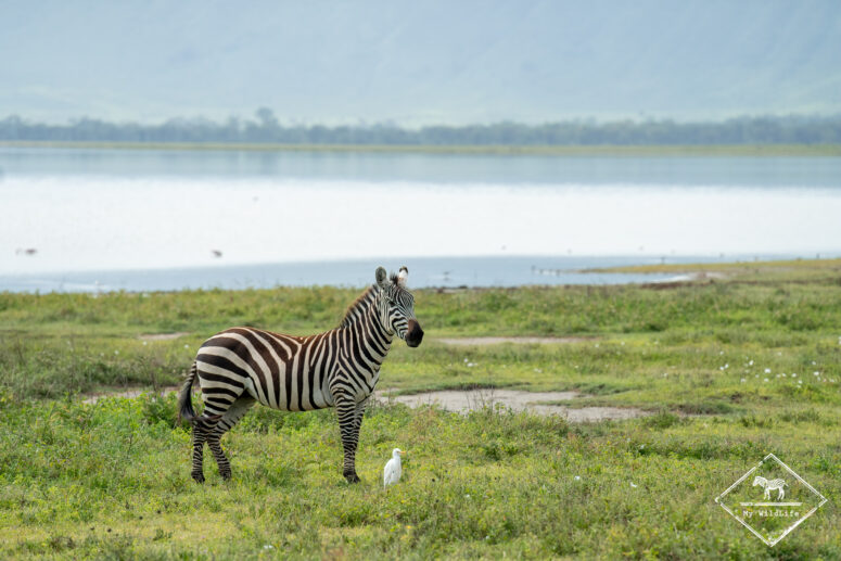 Zèbre des plaines, Cratère Ngorongoro, Tanzanie