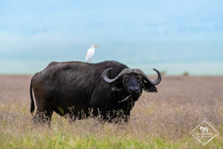 Buffle d'Afrique, cratère Ngorongoro