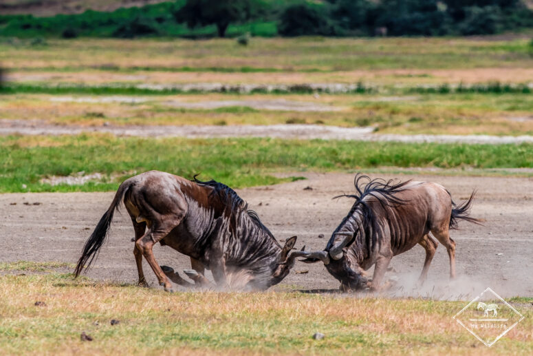 combat de gnous, Cratère Ngorongoro, Tanzanie