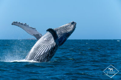 Croisière faunique dans la baie Algoa