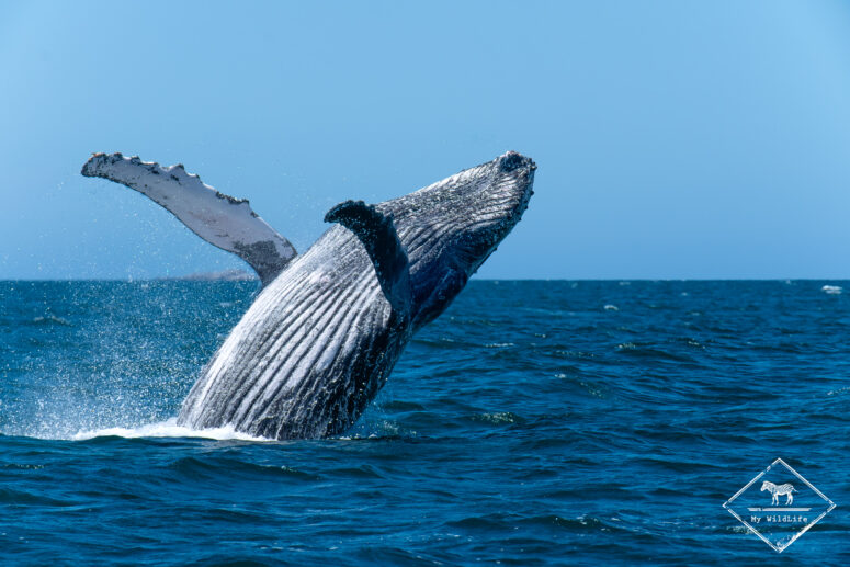 Croisière faunique dans la baie Algoa