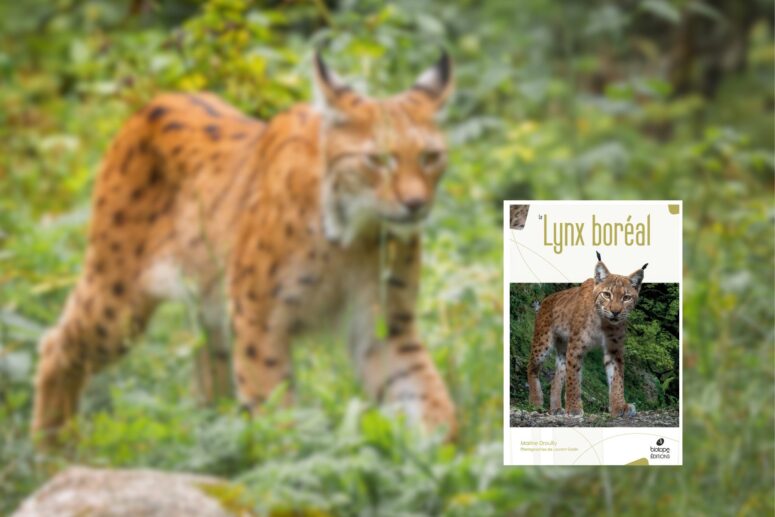 Le Lynx boréal de Marine Drouilly
