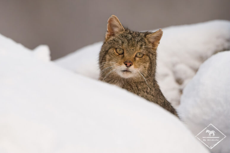 Photographier les animaux des monts Cantabriques